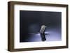 Culex Pipiens (Common House Mosquito) - Emerging (D4)-Paul Starosta-Framed Photographic Print