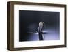 Culex Pipiens (Common House Mosquito) - Emerging (D5)-Paul Starosta-Framed Photographic Print