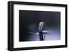 Culex Pipiens (Common House Mosquito) - Emerging (D5)-Paul Starosta-Framed Photographic Print