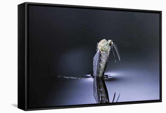 Culex Pipiens (Common House Mosquito) - Emerging (D6)-Paul Starosta-Framed Stretched Canvas