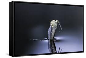 Culex Pipiens (Common House Mosquito) - Emerging (D6)-Paul Starosta-Framed Stretched Canvas