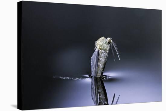 Culex Pipiens (Common House Mosquito) - Emerging (D6)-Paul Starosta-Stretched Canvas