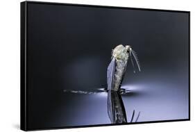 Culex Pipiens (Common House Mosquito) - Emerging (D6)-Paul Starosta-Framed Stretched Canvas