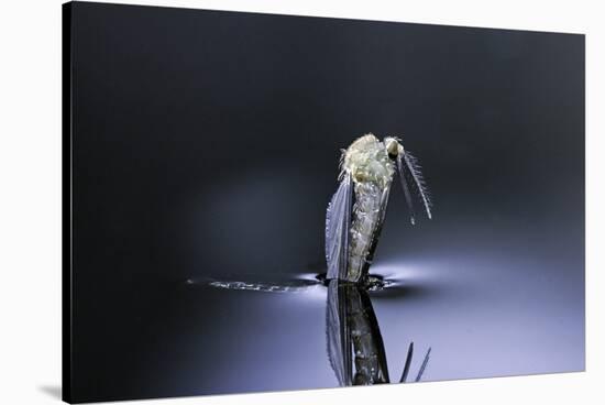 Culex Pipiens (Common House Mosquito) - Emerging (D6)-Paul Starosta-Stretched Canvas