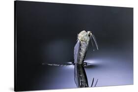 Culex Pipiens (Common House Mosquito) - Emerging (D6)-Paul Starosta-Stretched Canvas
