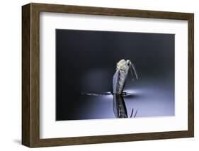 Culex Pipiens (Common House Mosquito) - Emerging (D6)-Paul Starosta-Framed Photographic Print