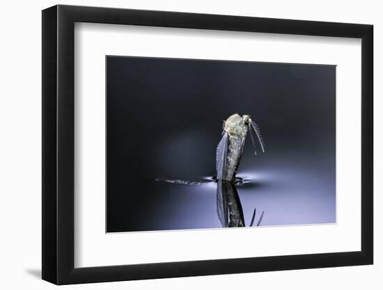 Culex Pipiens (Common House Mosquito) - Emerging (D6)-Paul Starosta-Framed Photographic Print