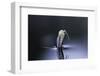 Culex Pipiens (Common House Mosquito) - Emerging (D6)-Paul Starosta-Framed Photographic Print