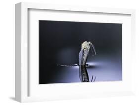 Culex Pipiens (Common House Mosquito) - Emerging (D6)-Paul Starosta-Framed Photographic Print