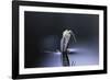 Culex Pipiens (Common House Mosquito) - Emerging (D6)-Paul Starosta-Framed Photographic Print