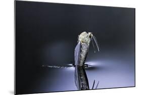 Culex Pipiens (Common House Mosquito) - Emerging (D6)-Paul Starosta-Mounted Photographic Print