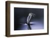 Culex Pipiens (Common House Mosquito) - Emerging (D7)-Paul Starosta-Framed Photographic Print