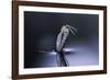 Culex Pipiens (Common House Mosquito) - Emerging (D7)-Paul Starosta-Framed Photographic Print