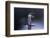 Culex Pipiens (Common House Mosquito) - Emerging (D8)-Paul Starosta-Framed Photographic Print