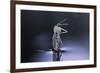 Culex Pipiens (Common House Mosquito) - Emerging (D8)-Paul Starosta-Framed Photographic Print