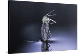 Culex Pipiens (Common House Mosquito) - Emerging (D8)-Paul Starosta-Stretched Canvas