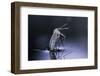 Culex Pipiens (Common House Mosquito) - Emerging (D9)-Paul Starosta-Framed Photographic Print