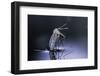 Culex Pipiens (Common House Mosquito) - Emerging (D9)-Paul Starosta-Framed Photographic Print