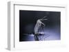 Culex Pipiens (Common House Mosquito) - Emerging (D9)-Paul Starosta-Framed Photographic Print