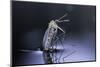 Culex Pipiens (Common House Mosquito) - Emerging (D9)-Paul Starosta-Mounted Photographic Print