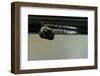 Culex Pipiens (Common House Mosquito) - Emerging from under the Water Surface-Paul Starosta-Framed Photographic Print