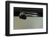 Culex Pipiens (Common House Mosquito) - Emerging from under the Water Surface-Paul Starosta-Framed Photographic Print