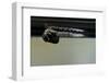 Culex Pipiens (Common House Mosquito) - Emerging from under the Water Surface-Paul Starosta-Framed Photographic Print