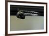 Culex Pipiens (Common House Mosquito) - Emerging from under the Water Surface-Paul Starosta-Framed Photographic Print