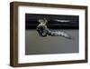 Culex Pipiens (Common House Mosquito) - Emerging from under the Water Surface-Paul Starosta-Framed Photographic Print