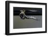 Culex Pipiens (Common House Mosquito) - Emerging from under the Water Surface-Paul Starosta-Framed Photographic Print