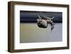 Culex Pipiens (Common House Mosquito) - Emerging from under the Water Surface-Paul Starosta-Framed Photographic Print