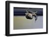 Culex Pipiens (Common House Mosquito) - Emerging from under the Water Surface-Paul Starosta-Framed Photographic Print