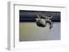 Culex Pipiens (Common House Mosquito) - Emerging from under the Water Surface-Paul Starosta-Framed Photographic Print