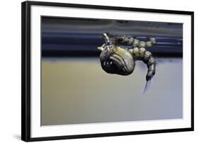 Culex Pipiens (Common House Mosquito) - Emerging from under the Water Surface-Paul Starosta-Framed Photographic Print