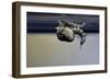 Culex Pipiens (Common House Mosquito) - Emerging from under the Water Surface-Paul Starosta-Framed Photographic Print