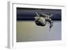 Culex Pipiens (Common House Mosquito) - Emerging from under the Water Surface-Paul Starosta-Framed Photographic Print