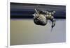 Culex Pipiens (Common House Mosquito) - Emerging from under the Water Surface-Paul Starosta-Framed Photographic Print