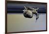 Culex Pipiens (Common House Mosquito) - Emerging from under the Water Surface-Paul Starosta-Framed Photographic Print