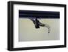 Culex Pipiens (Common House Mosquito) - Emerging from under the Water Surface-Paul Starosta-Framed Photographic Print