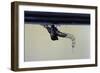 Culex Pipiens (Common House Mosquito) - Emerging from under the Water Surface-Paul Starosta-Framed Photographic Print