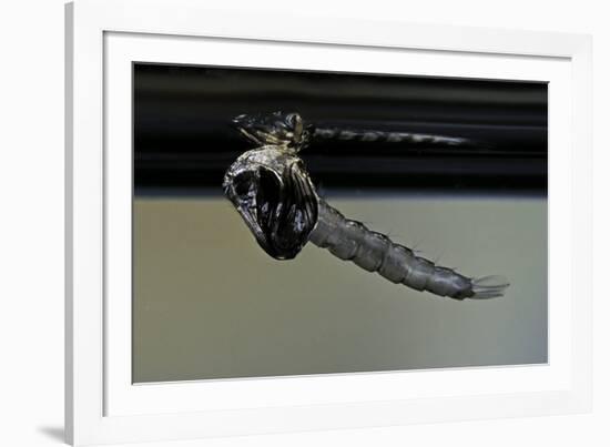 Culex Pipiens (Common House Mosquito) - Emerging from under the Water Surface-Paul Starosta-Framed Photographic Print