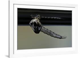 Culex Pipiens (Common House Mosquito) - Emerging from under the Water Surface-Paul Starosta-Framed Photographic Print