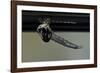 Culex Pipiens (Common House Mosquito) - Emerging from under the Water Surface-Paul Starosta-Framed Photographic Print