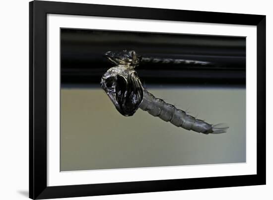 Culex Pipiens (Common House Mosquito) - Emerging from under the Water Surface-Paul Starosta-Framed Photographic Print