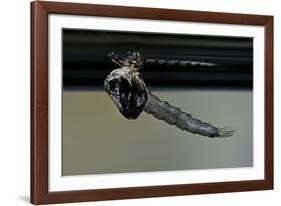 Culex Pipiens (Common House Mosquito) - Emerging from under the Water Surface-Paul Starosta-Framed Photographic Print