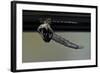 Culex Pipiens (Common House Mosquito) - Emerging from under the Water Surface-Paul Starosta-Framed Photographic Print