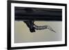 Culex Pipiens (Common House Mosquito) - Emerging from under the Water Surface-Paul Starosta-Framed Photographic Print