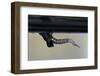 Culex Pipiens (Common House Mosquito) - Emerging from under the Water Surface-Paul Starosta-Framed Photographic Print