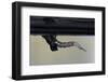 Culex Pipiens (Common House Mosquito) - Emerging from under the Water Surface-Paul Starosta-Framed Photographic Print