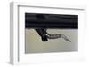 Culex Pipiens (Common House Mosquito) - Emerging from under the Water Surface-Paul Starosta-Framed Photographic Print